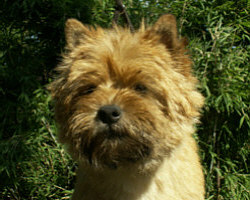 Cairn Bries Chocolat Muffin